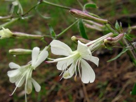 Ligeti habszegfű - Silene nemoralis, Silene nemoralis, etnobotanika
